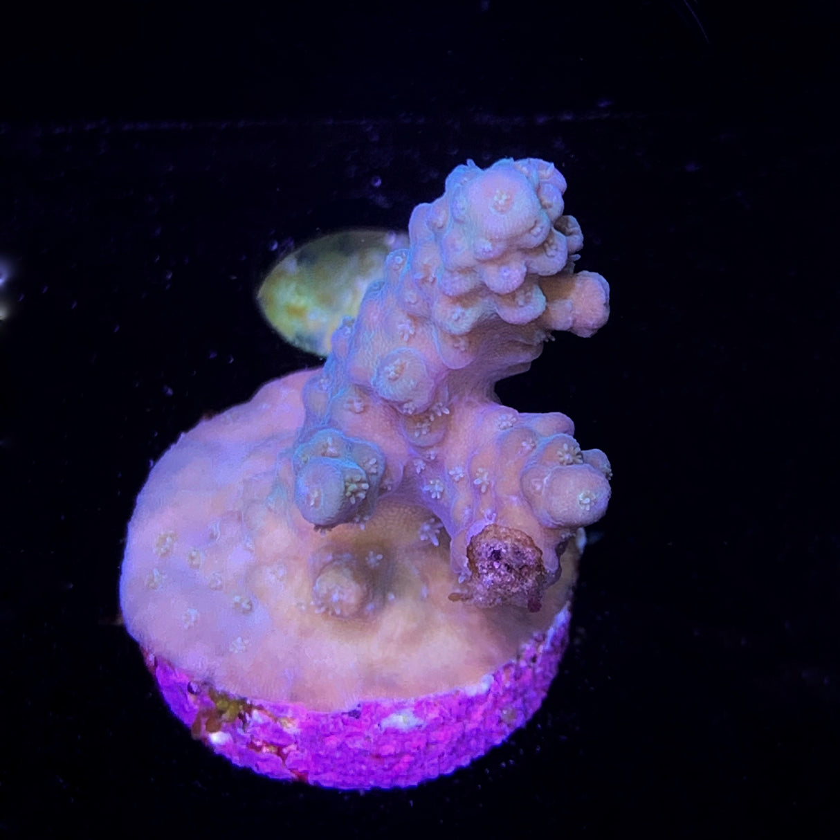 Acropora Frag