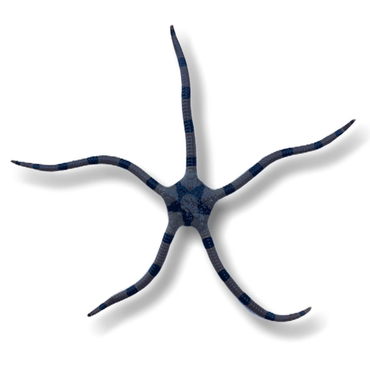 Banded Brittle Star (Collection Only) – thecoralcentre