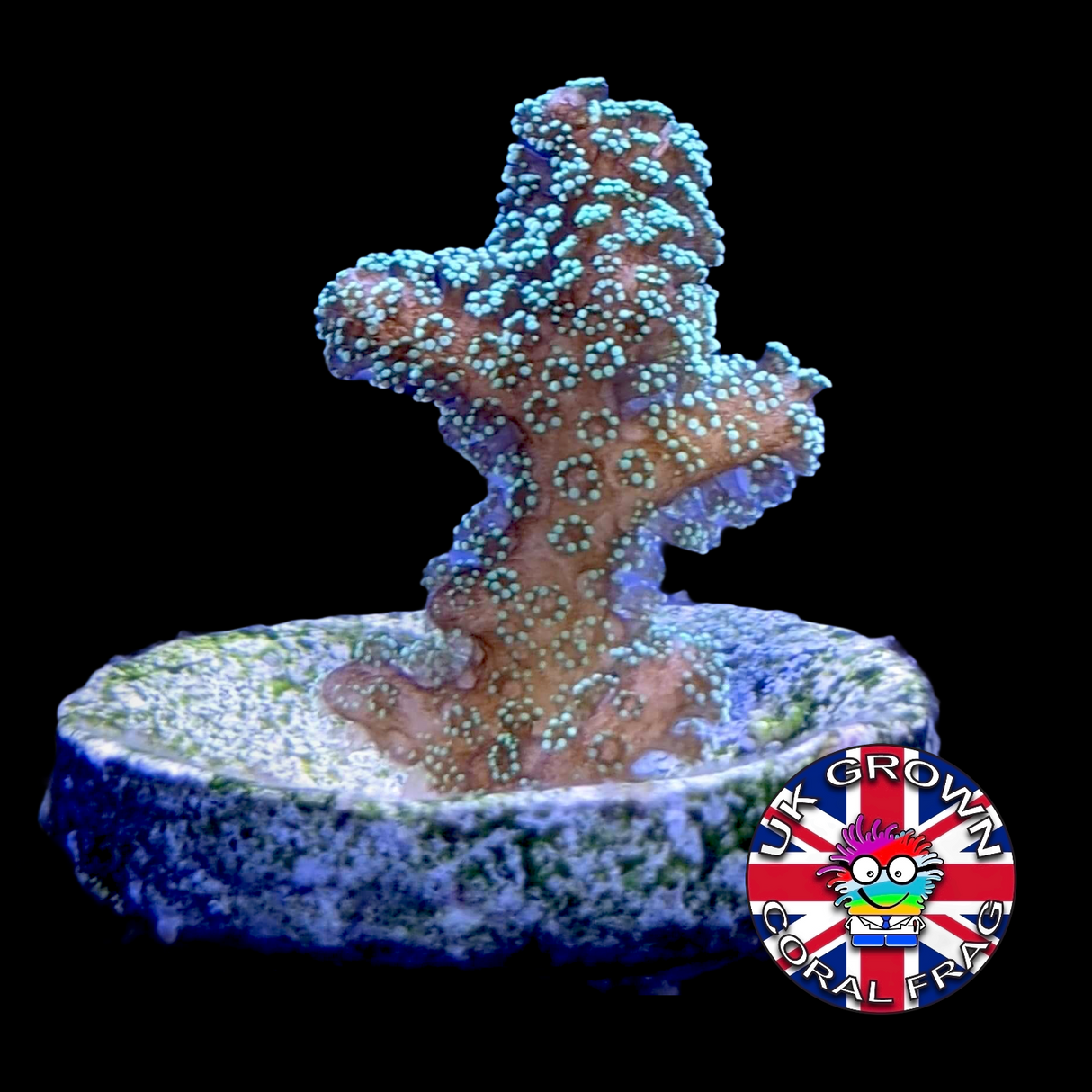 Green Hystrix Seriatopora (UK Grown)