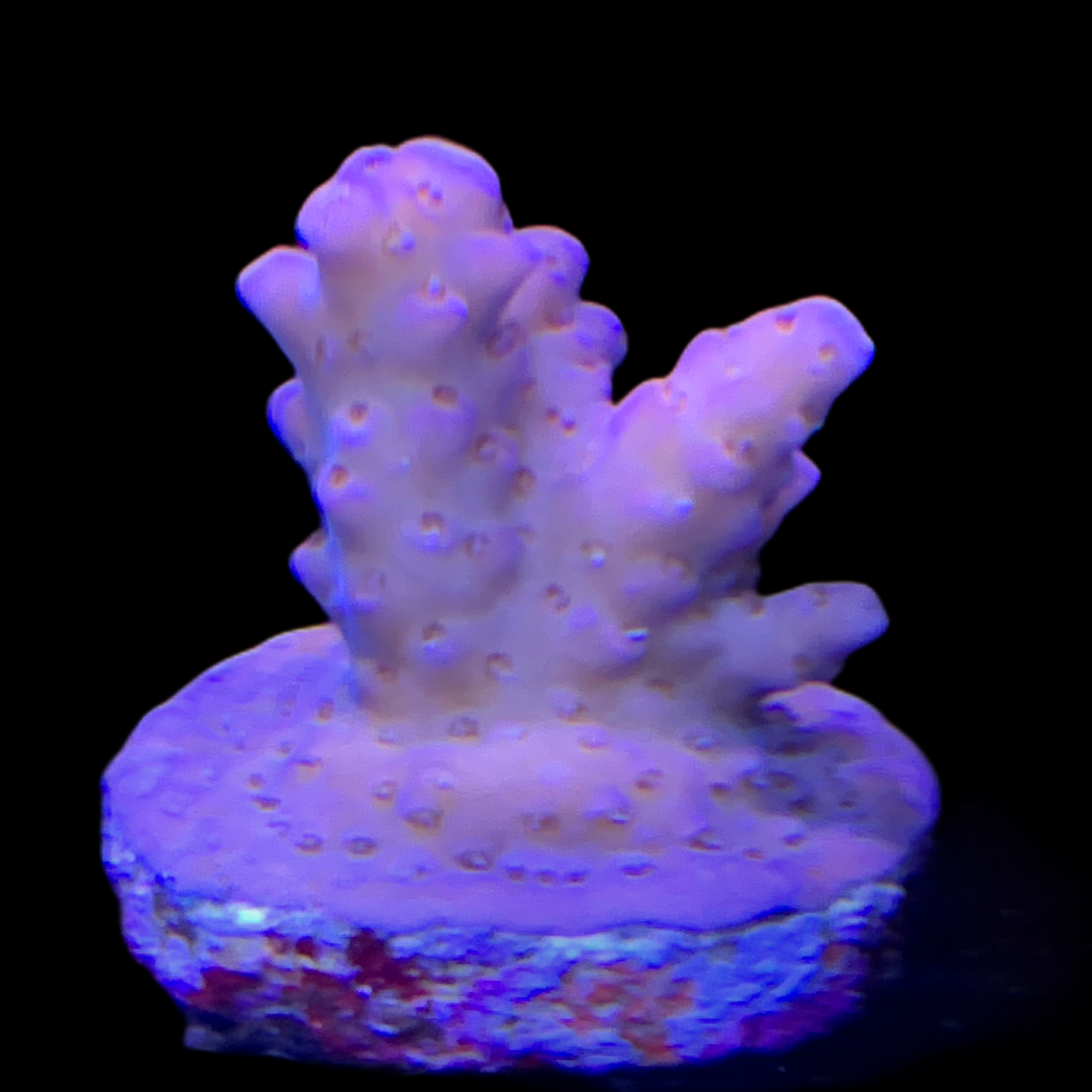 Acropora Frag