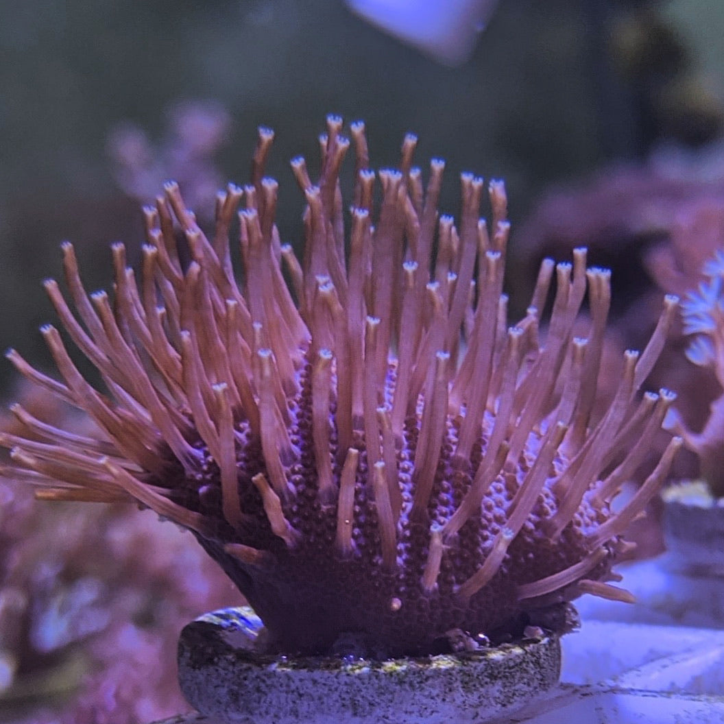 Toadstool Coral