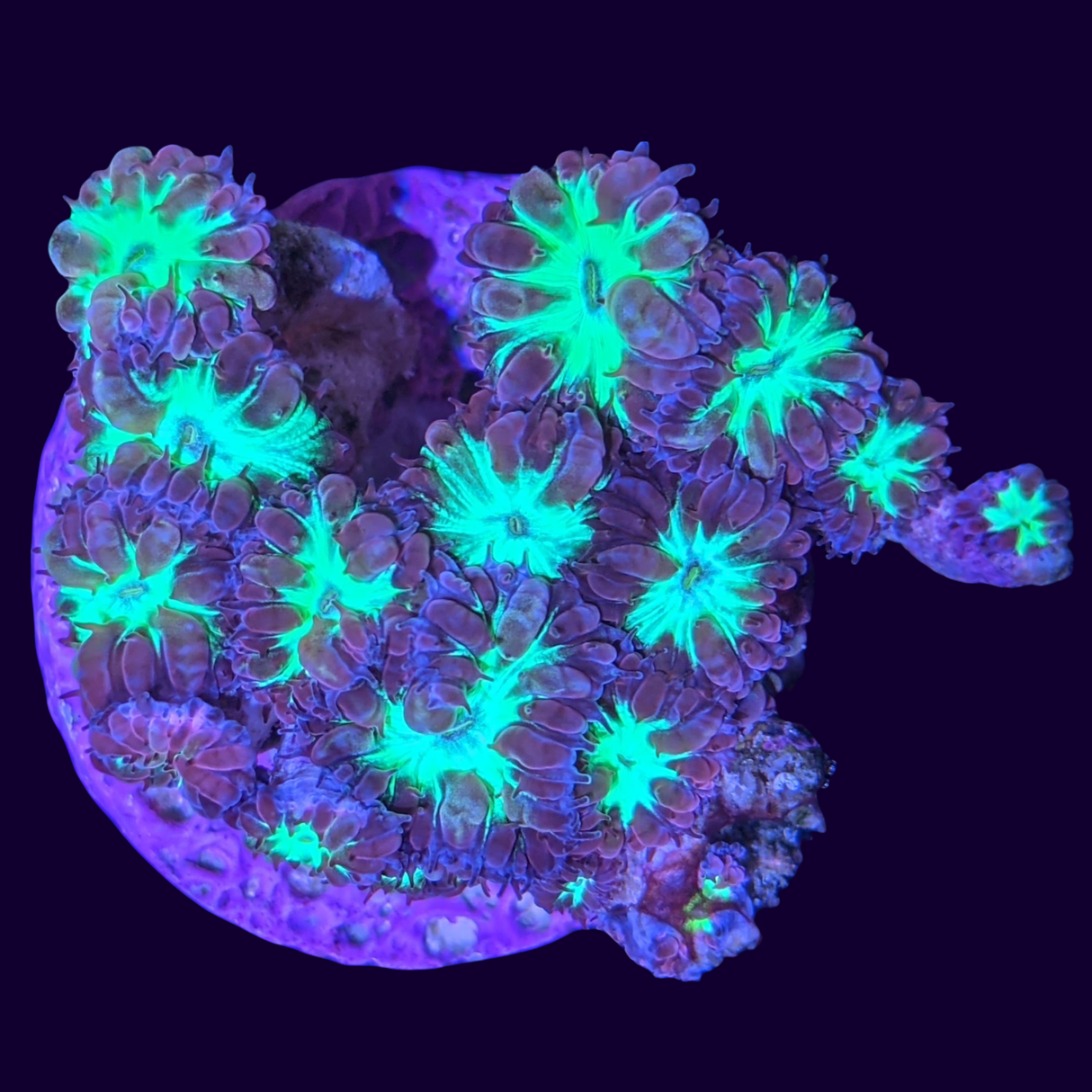 Red & Green Blastomussa