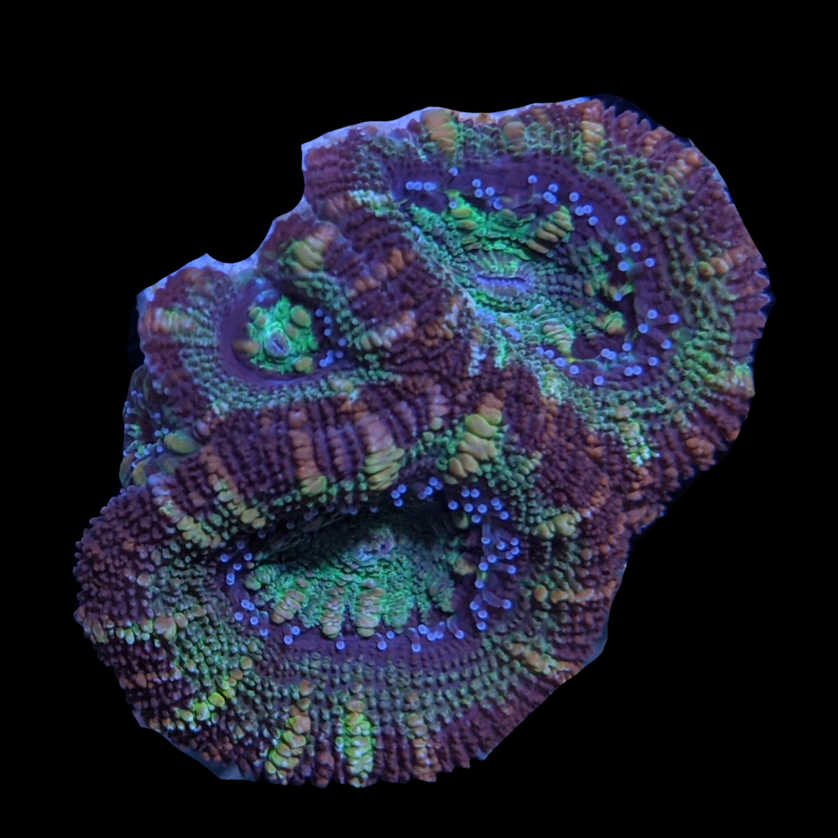 Acanthastrea Lordhowensi