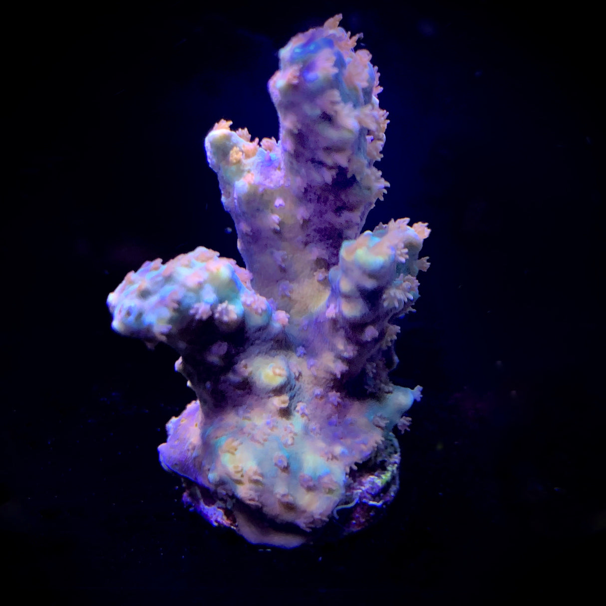 Acropora Frag