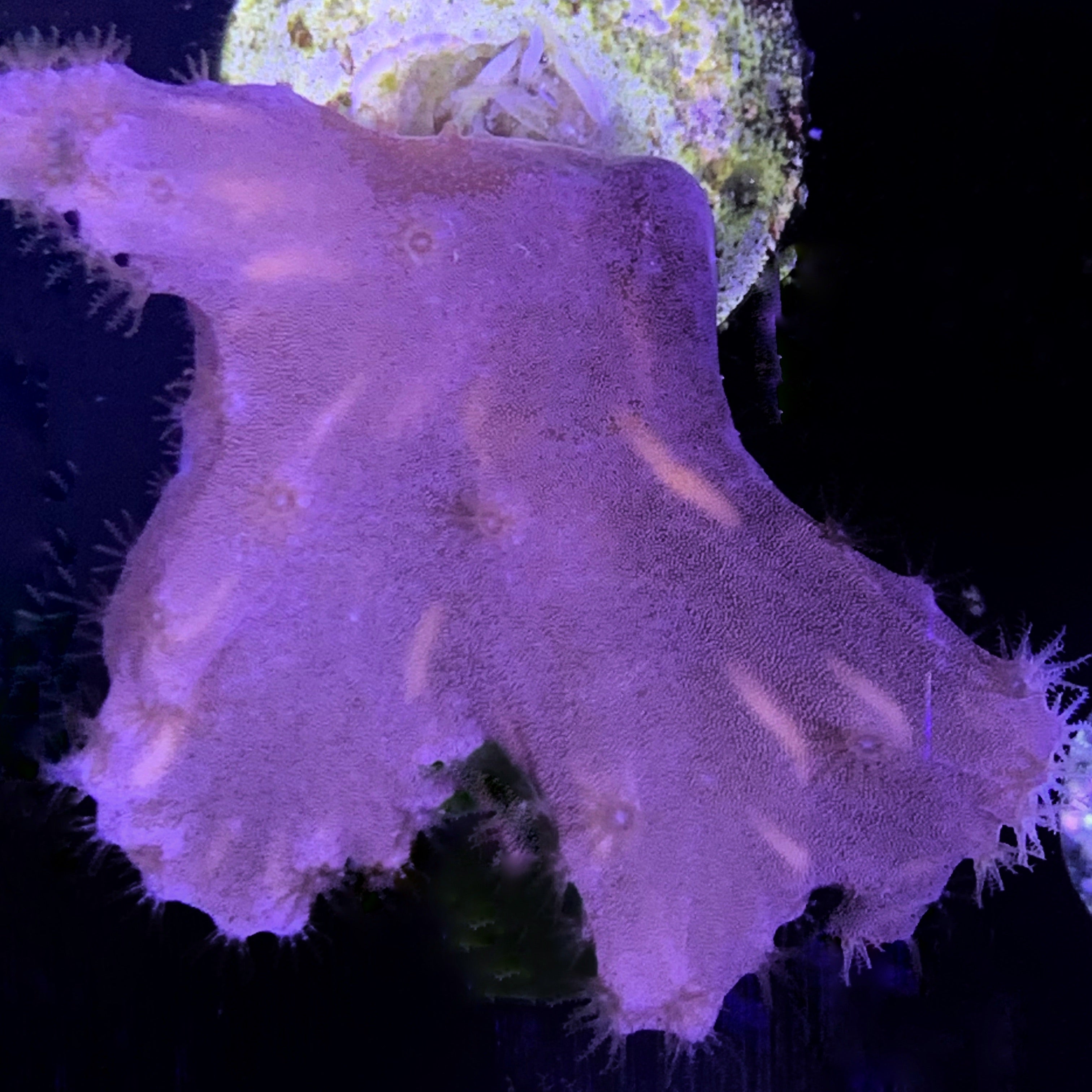 Cabbage Coral