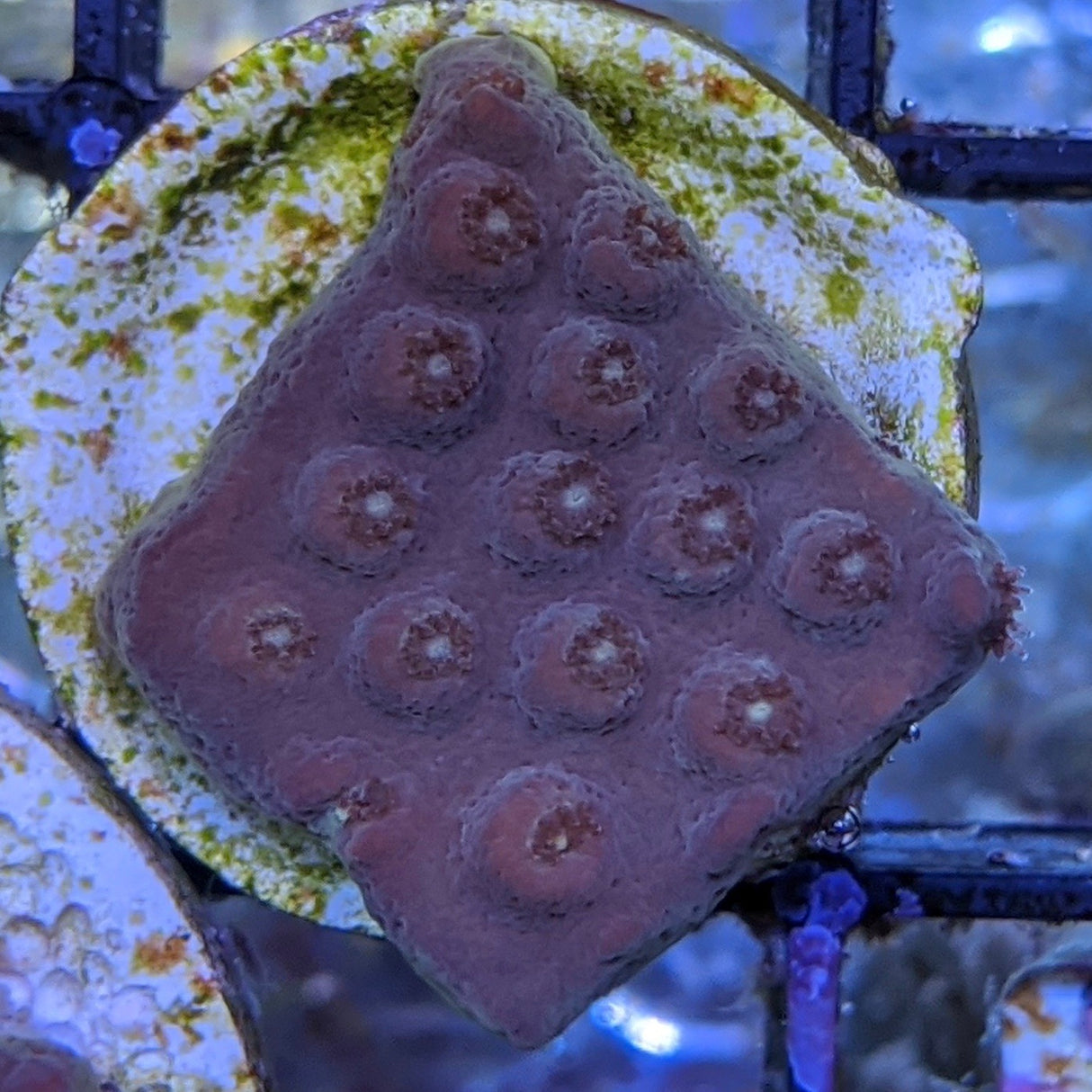 Plating Montipora