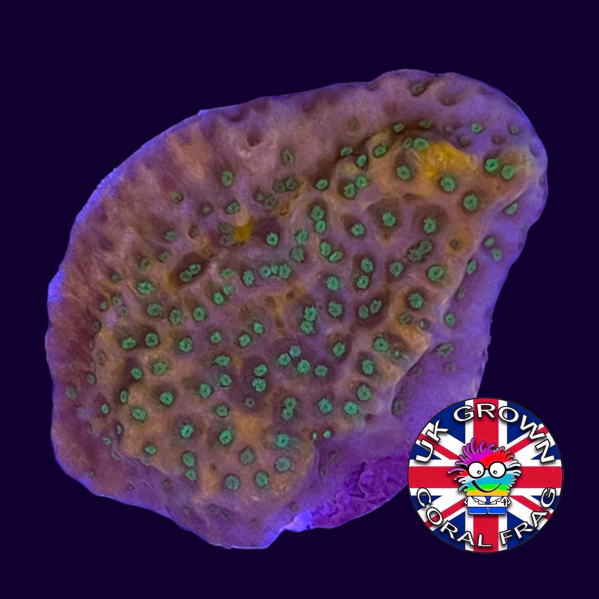 Tropic Thunder Montipora (UK Grown)