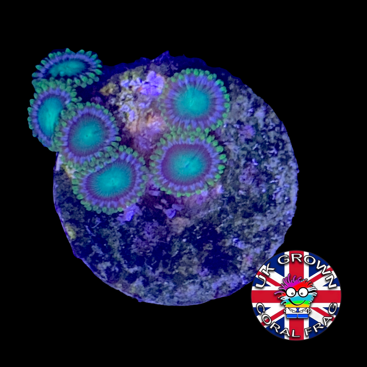 Zoa Frag (UK Grown)