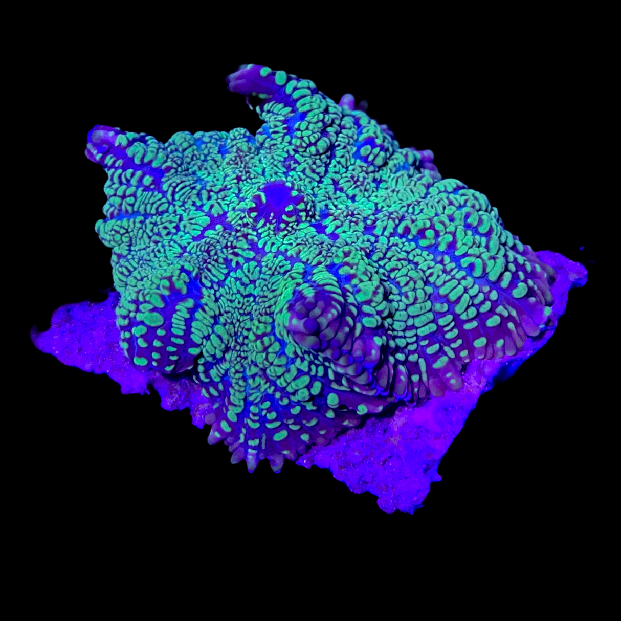 Rhodactis Mushroom