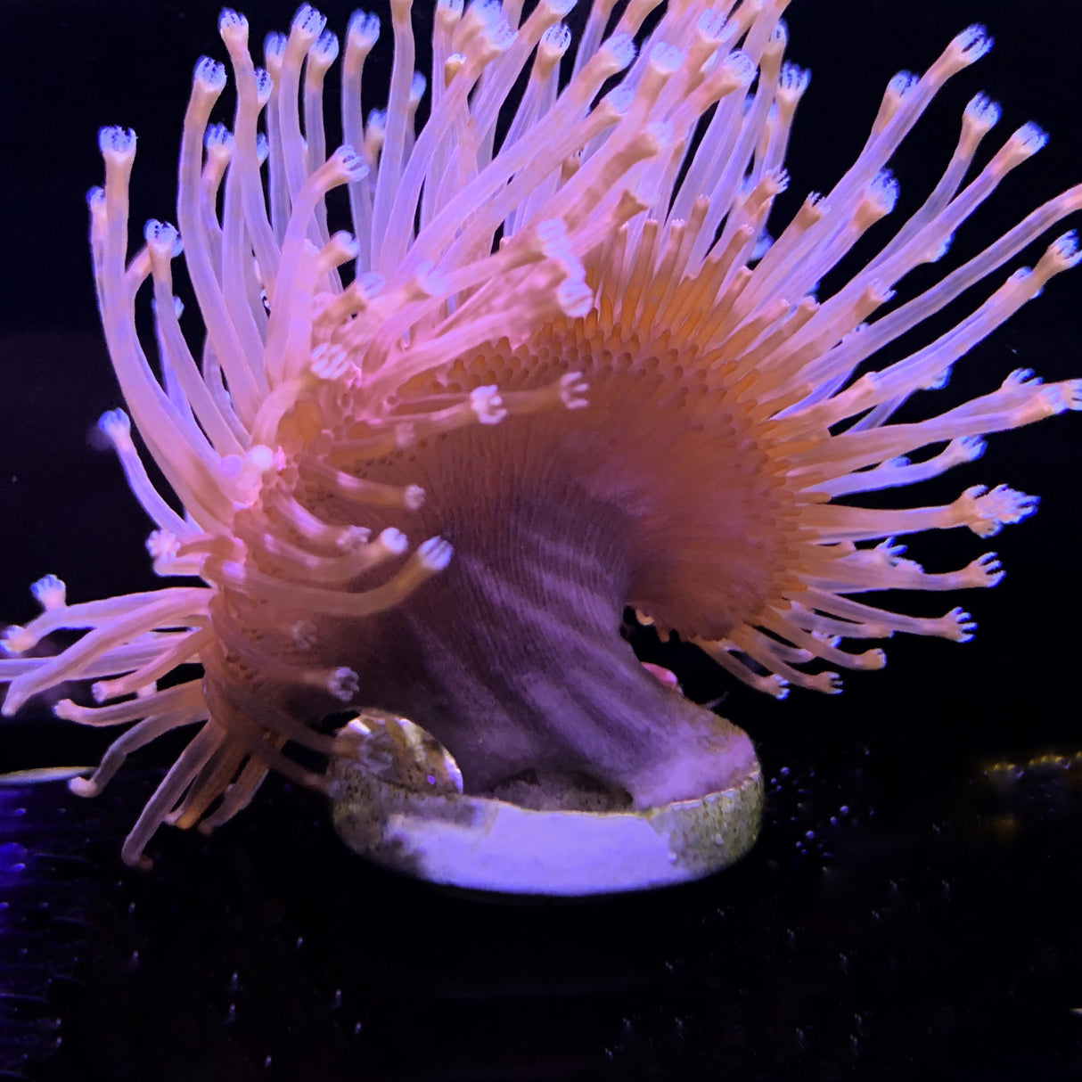 Toadstool coral