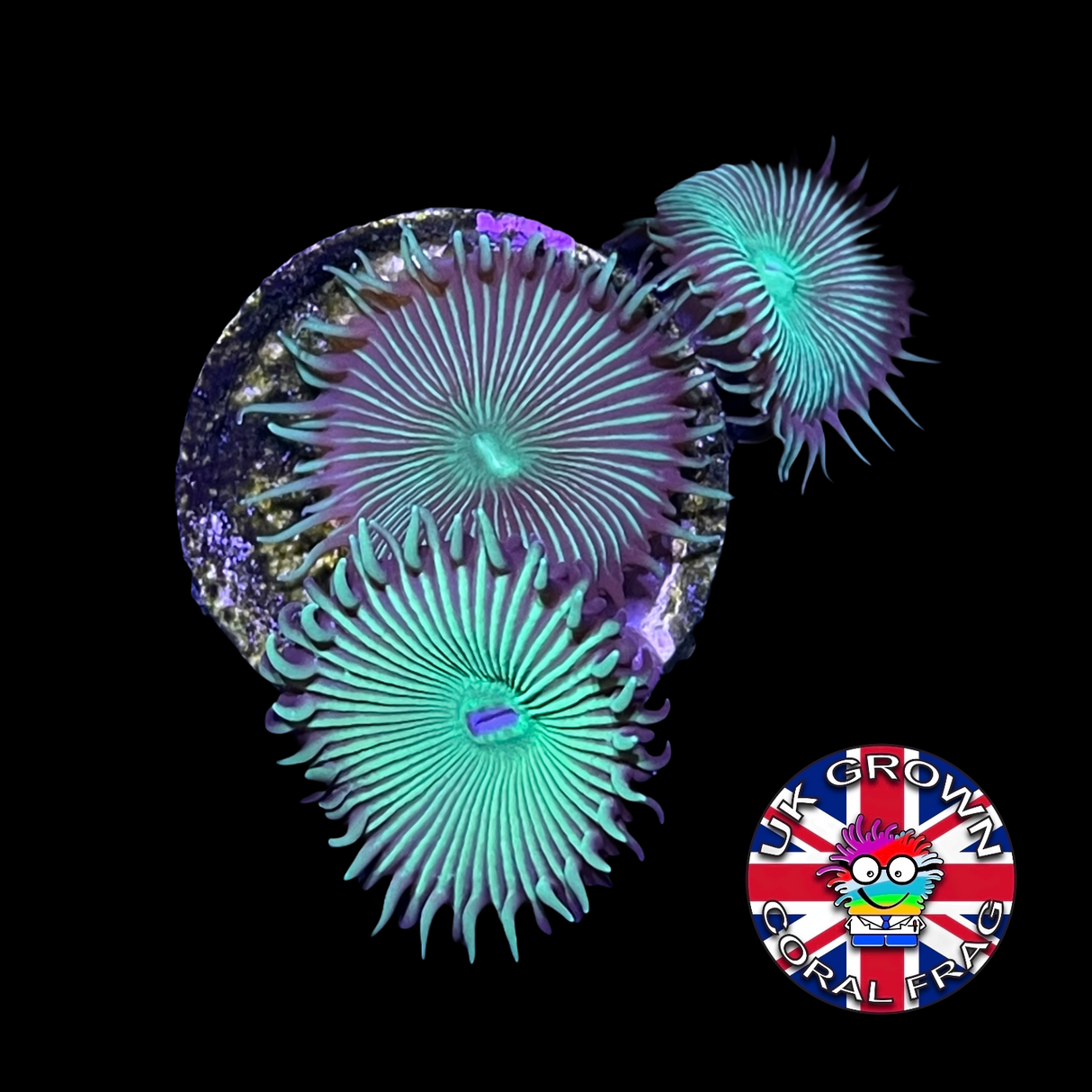 Zoa Frag (UK Grown)
