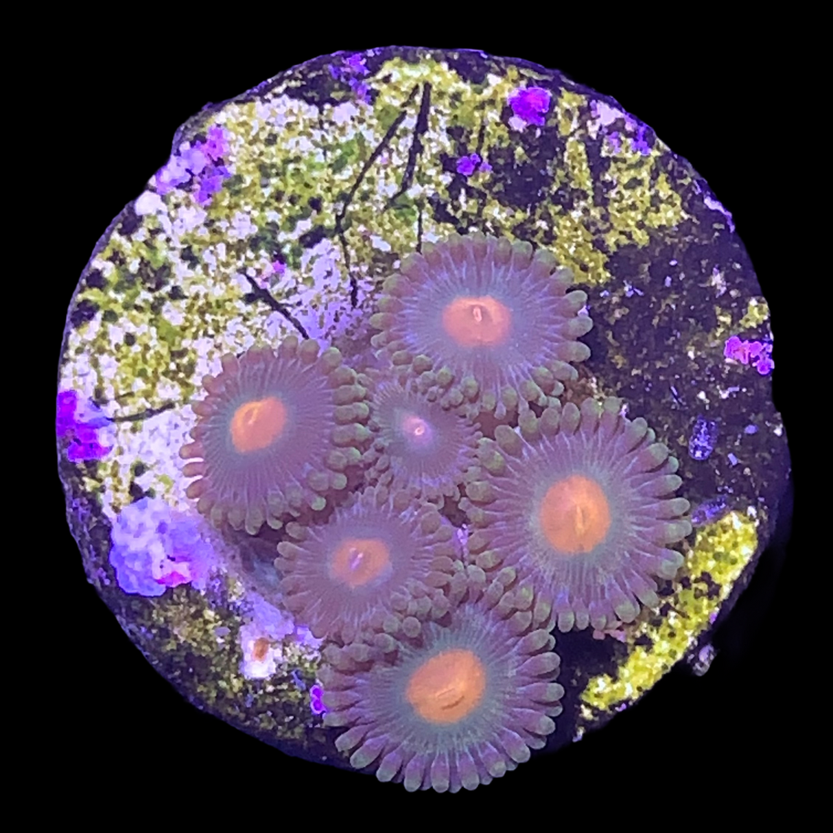 Zoa Frag