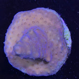 Acropora Frag