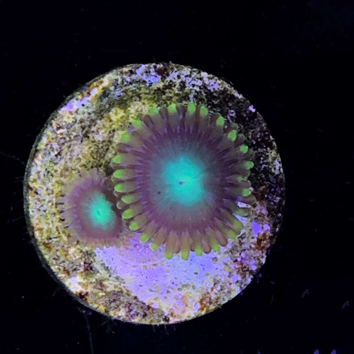 Zoa Frag