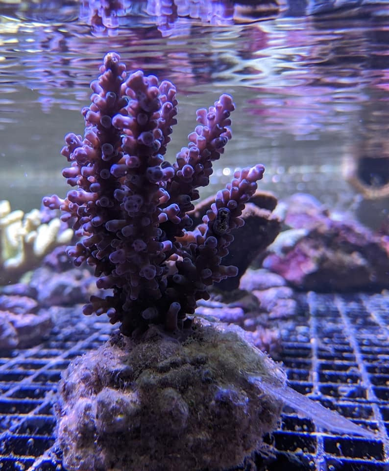 Bali Acropora