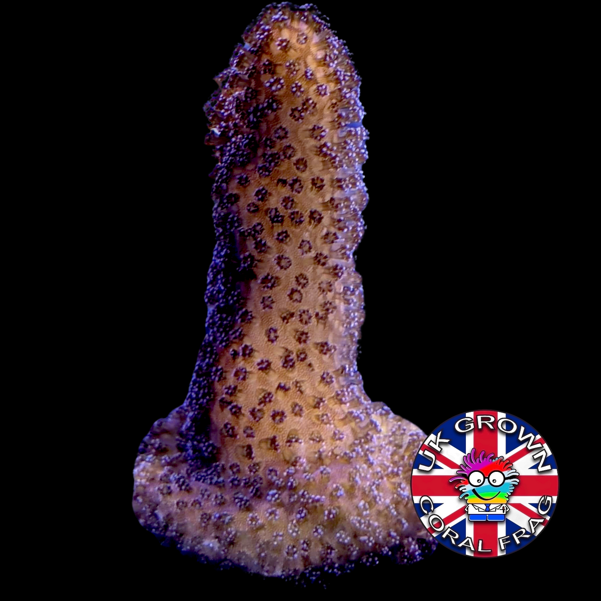 Stylophora Pistillata (UK Grown)