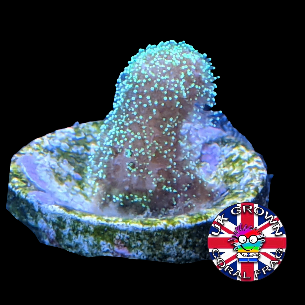 Stylophora Pistillata (UK Grown)