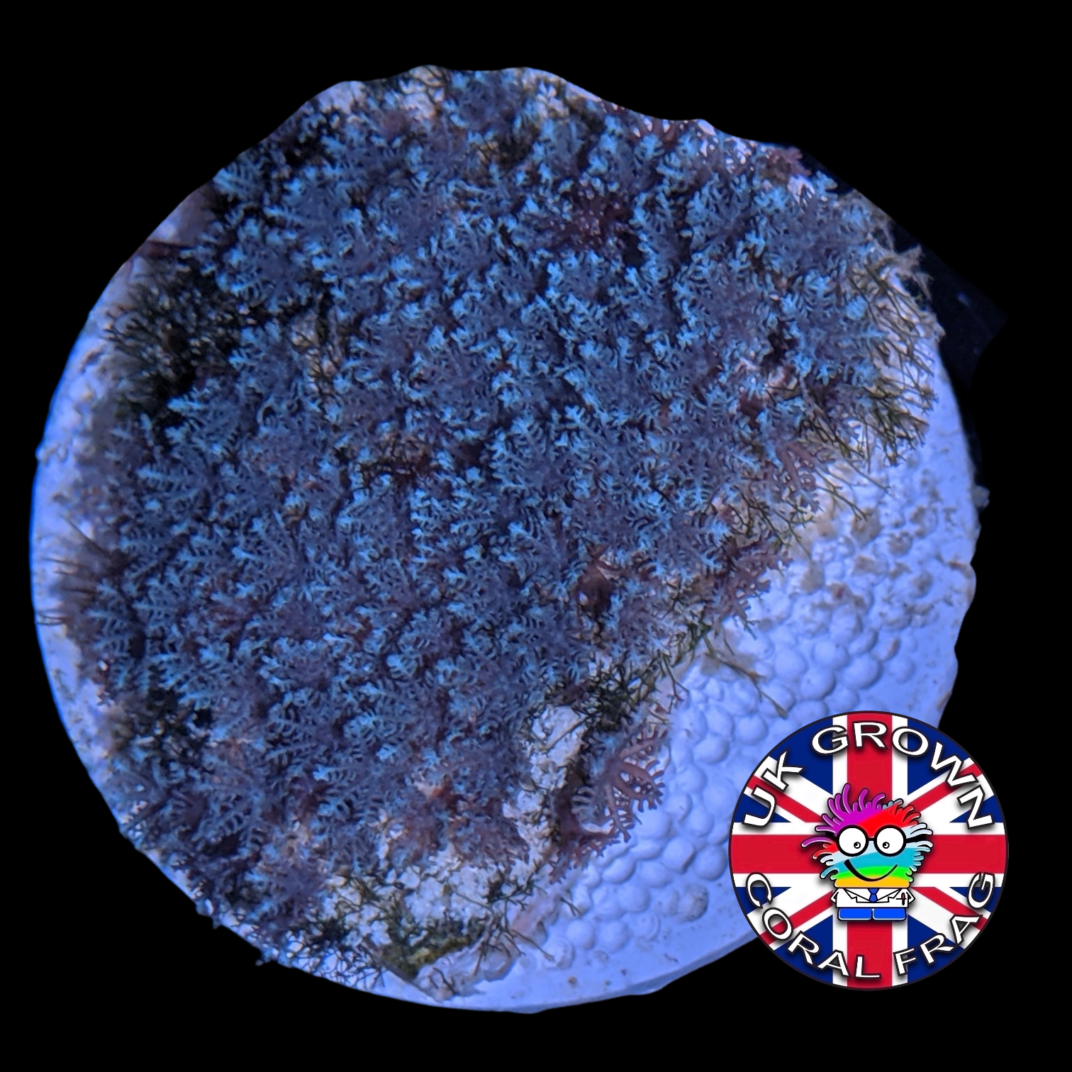 Rare Blue Star Polyps (UK Grown)