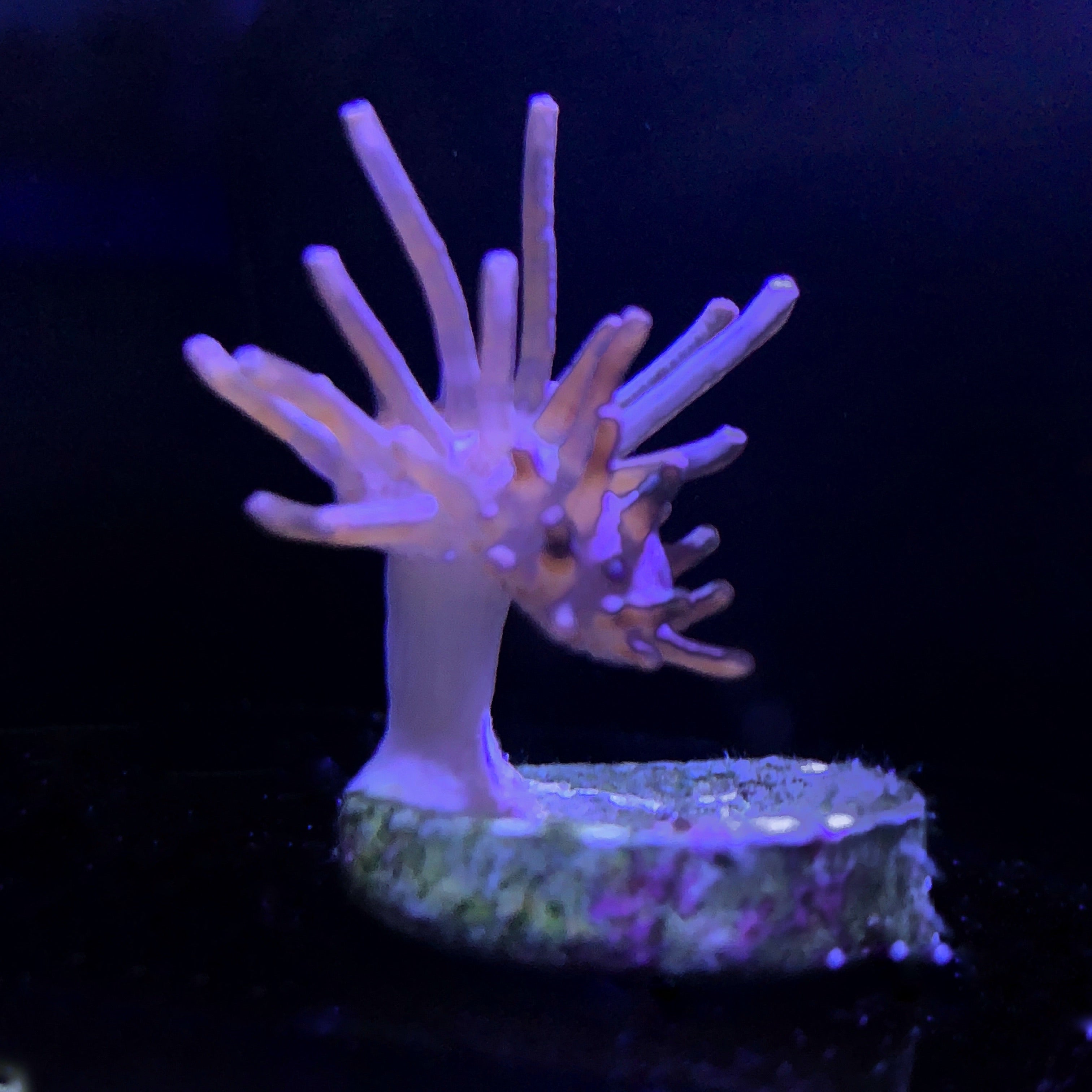 Mini Toadstool coral