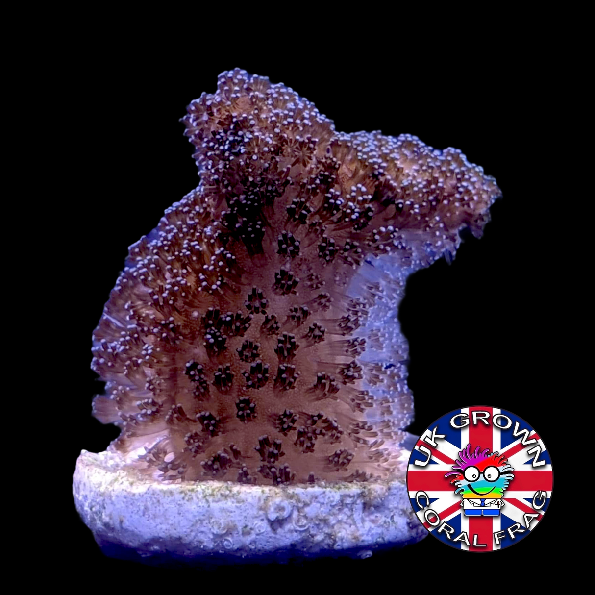 Stylophora Pistillata (UK Grown)