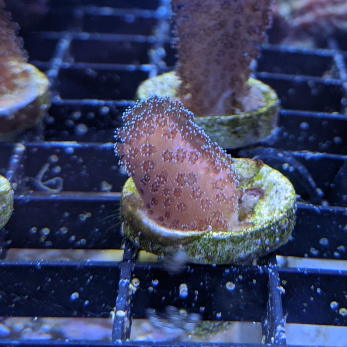 Stylophora Pistillata