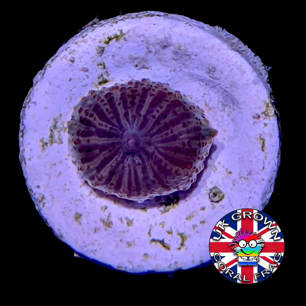 Watermelon Green Mushroom (UK Grown)