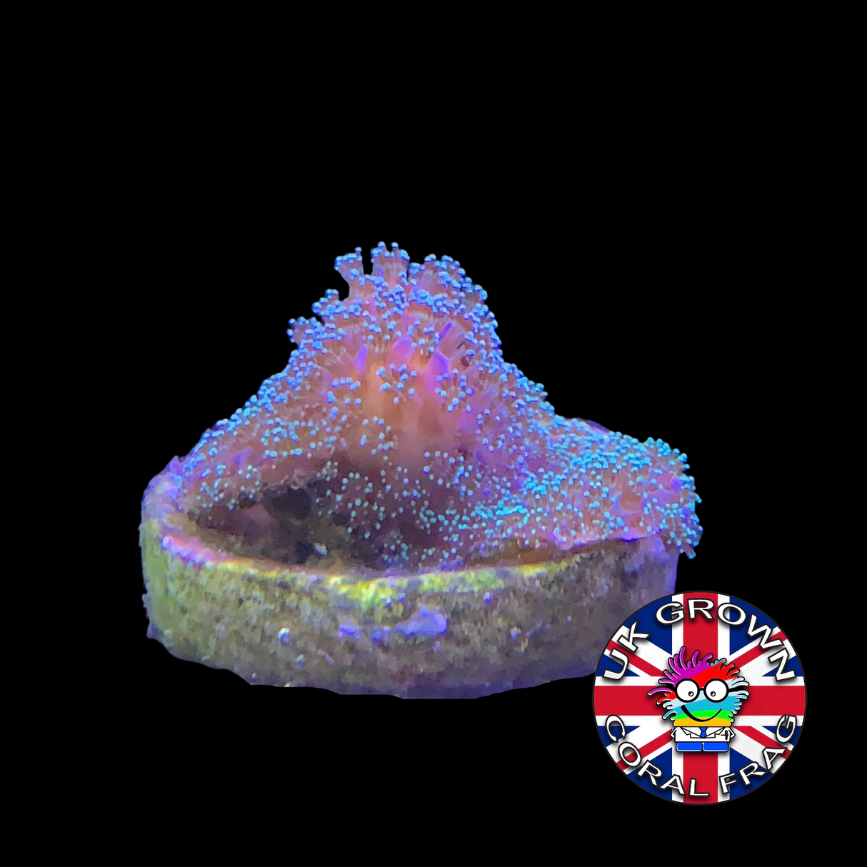 Green Stylophora Pistillata (UK Grown)