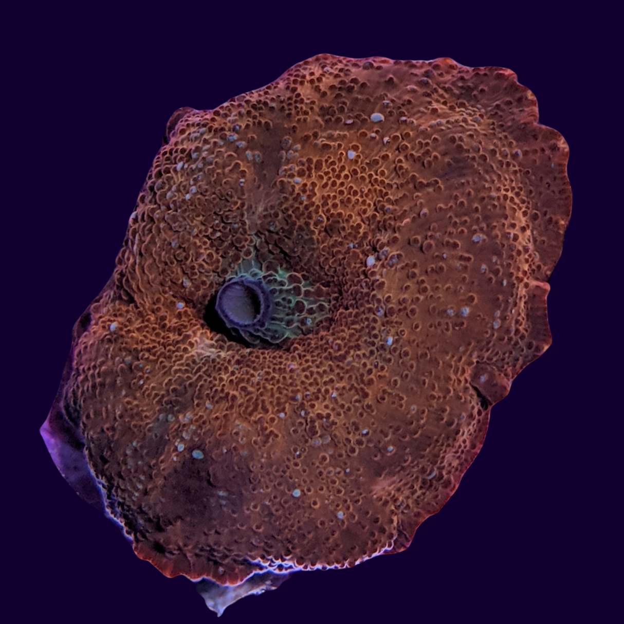 Red Discosoma Mushroom