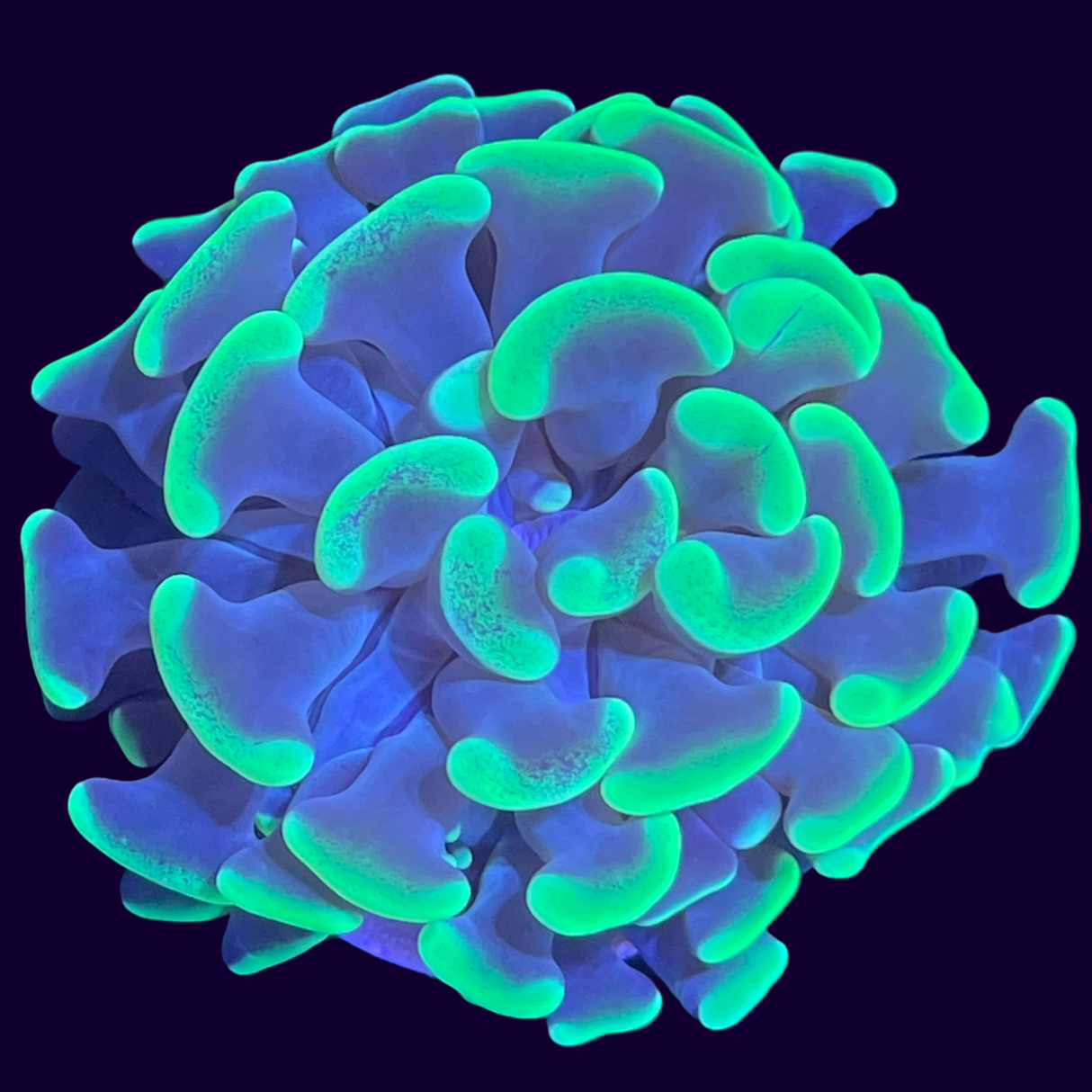 Aquacultured Indonesian Hammer Frag