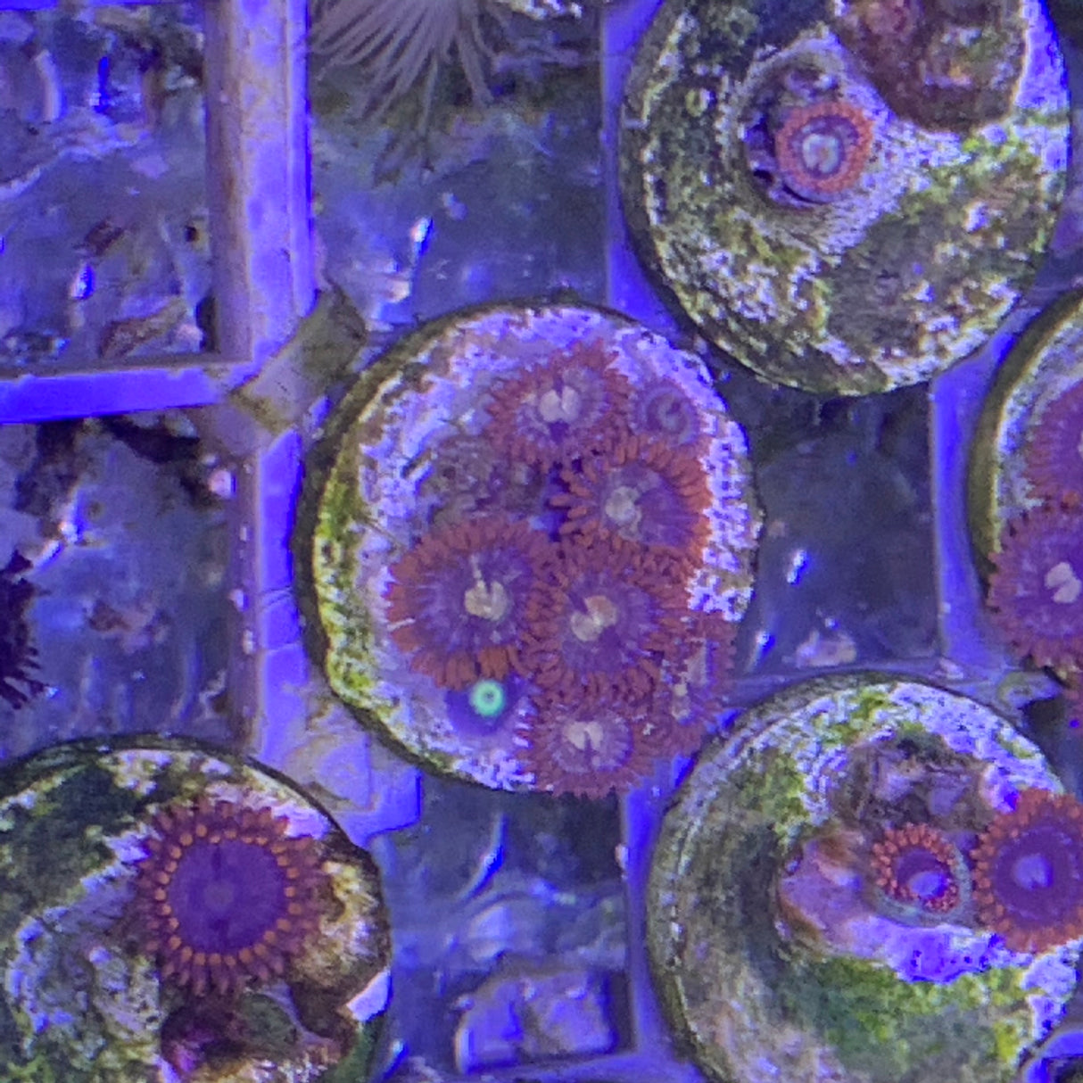 6 polyp Zoa frag