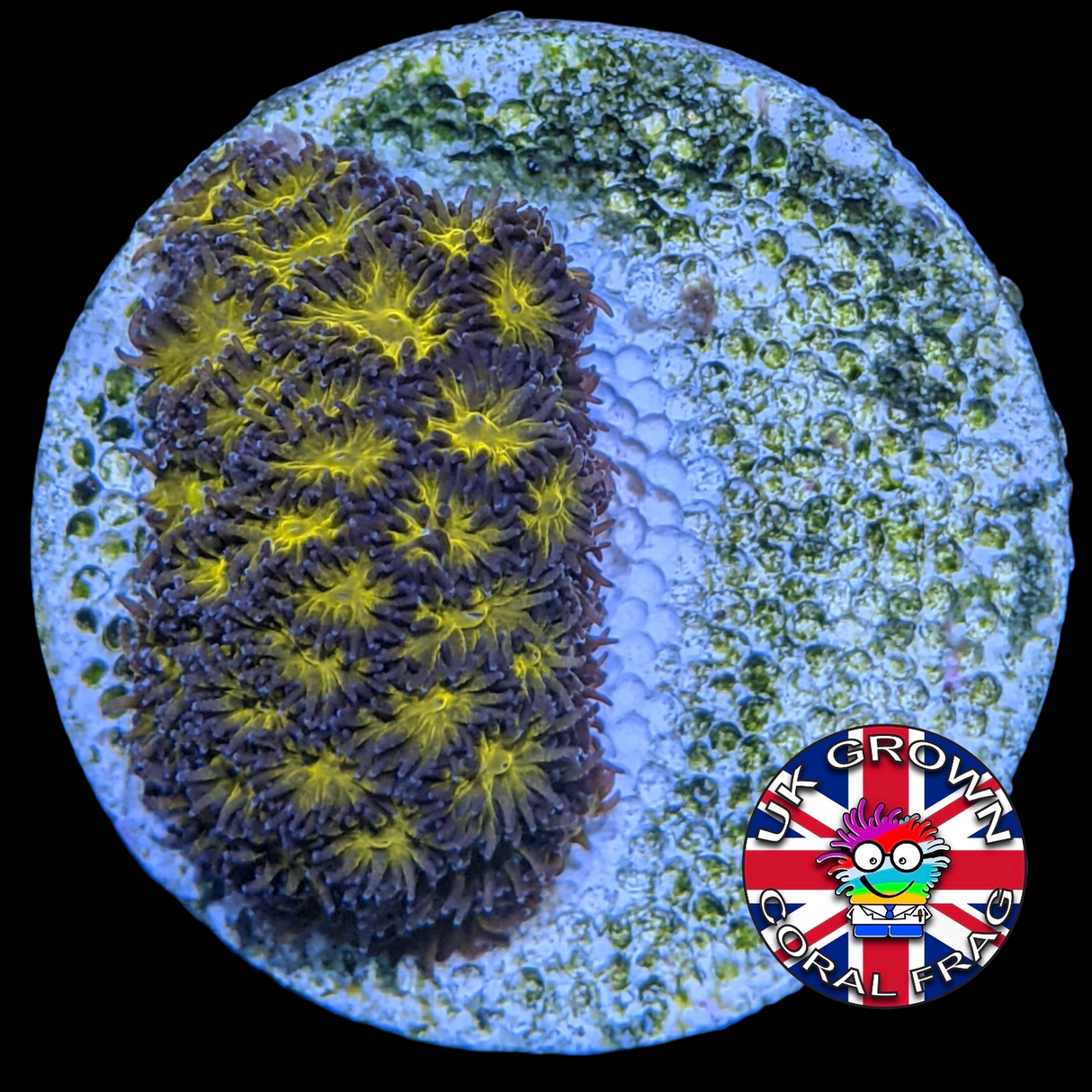 Orange Leptastrea Frag (UK Grown)