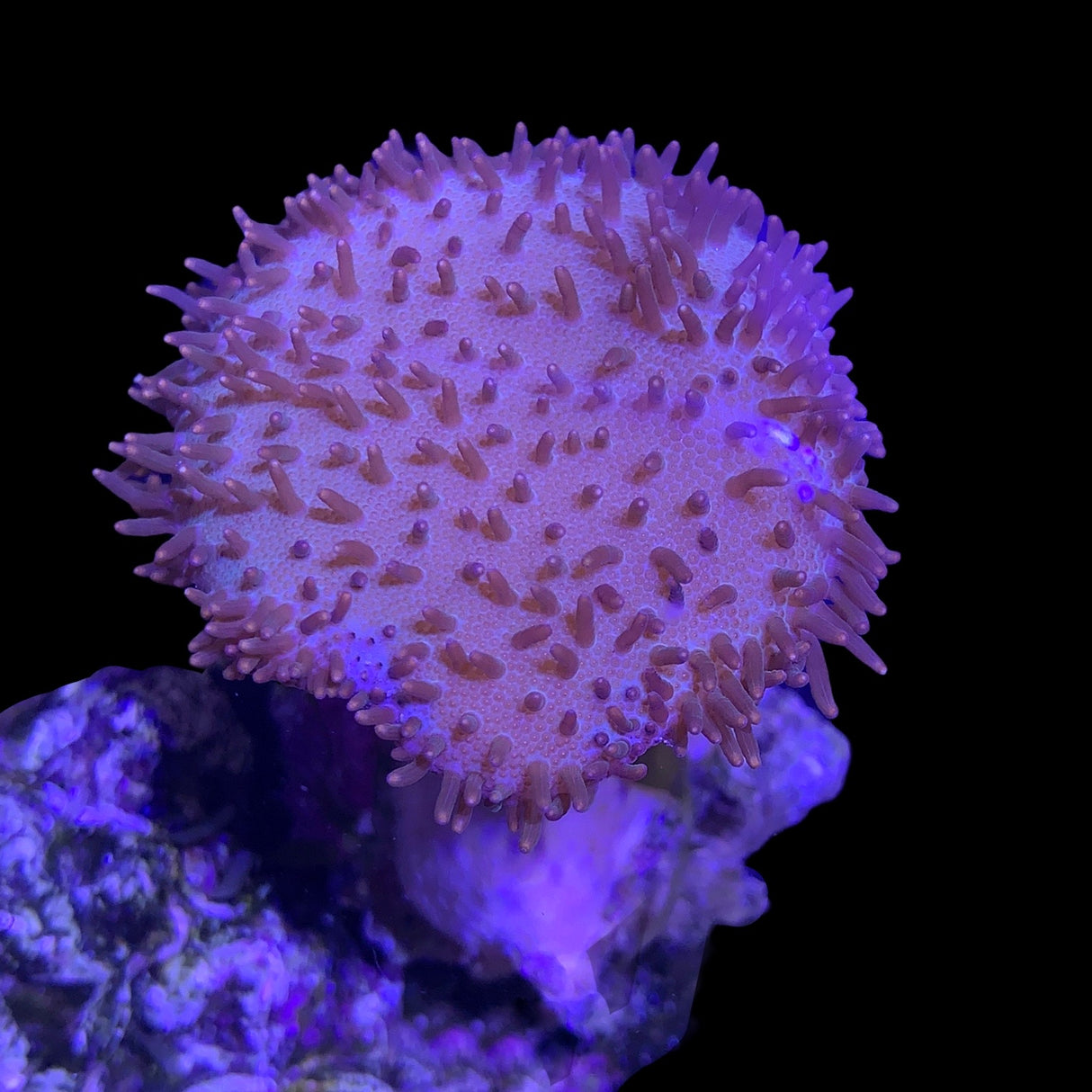 Medium Toadstool