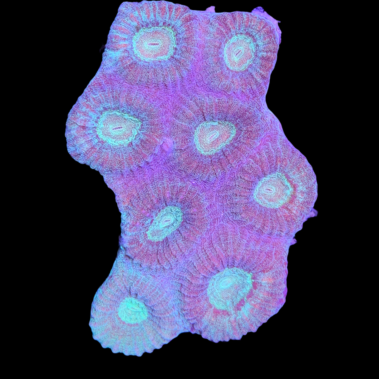 Favia Coral XL Frag