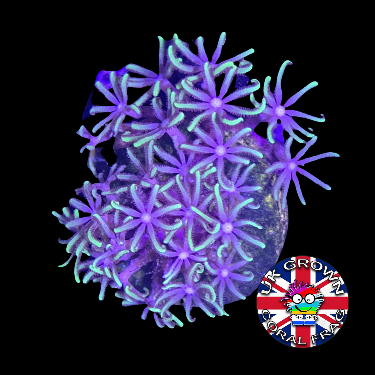 Green Star Polyps (Standard Plug) (UK Grown)