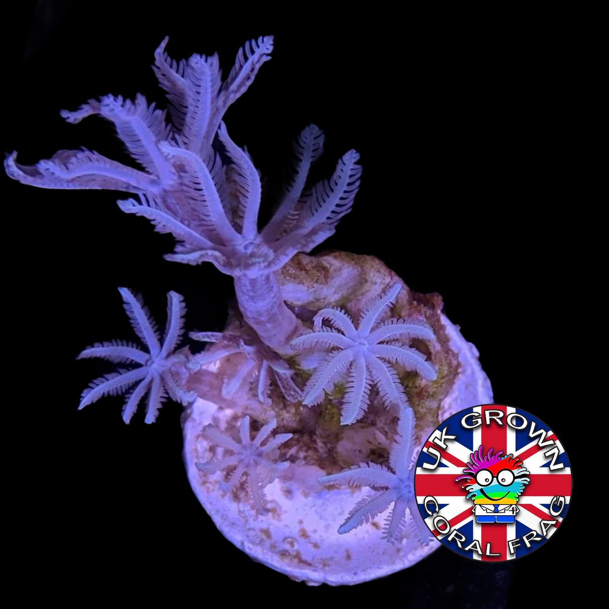 Clove Polyp (UK Grown)