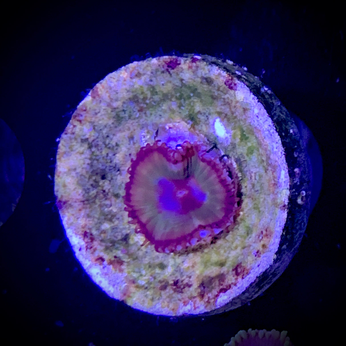 Zoa Frag