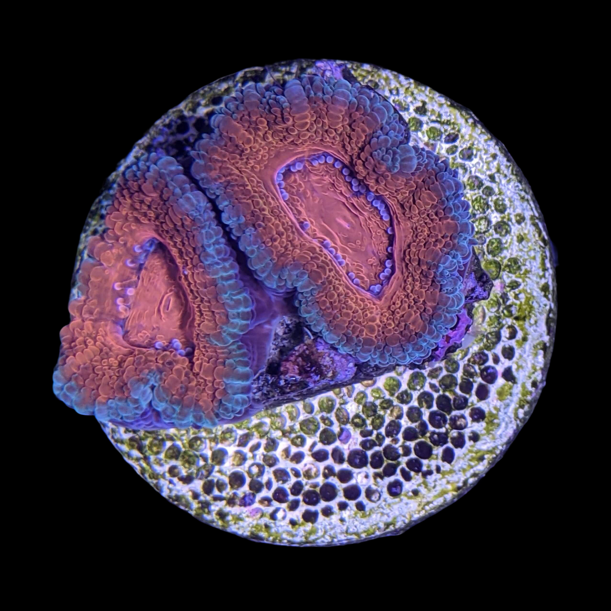 Acanthastrea Lordhowensi