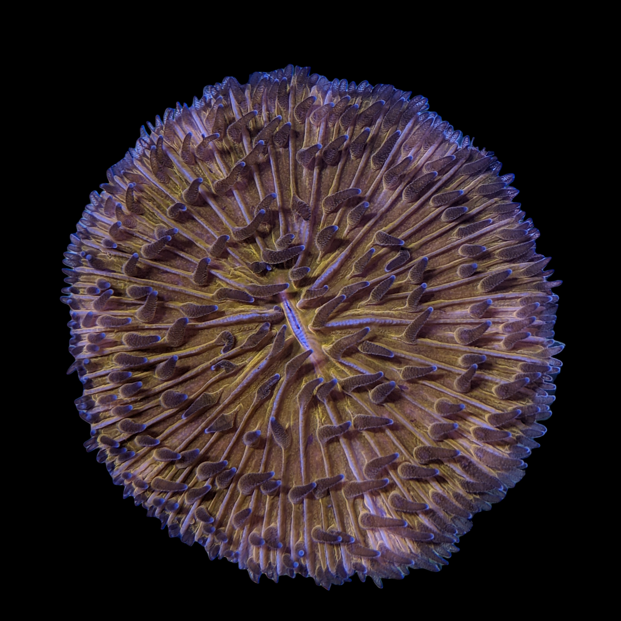 Orange Fungia Plate (Collection only)