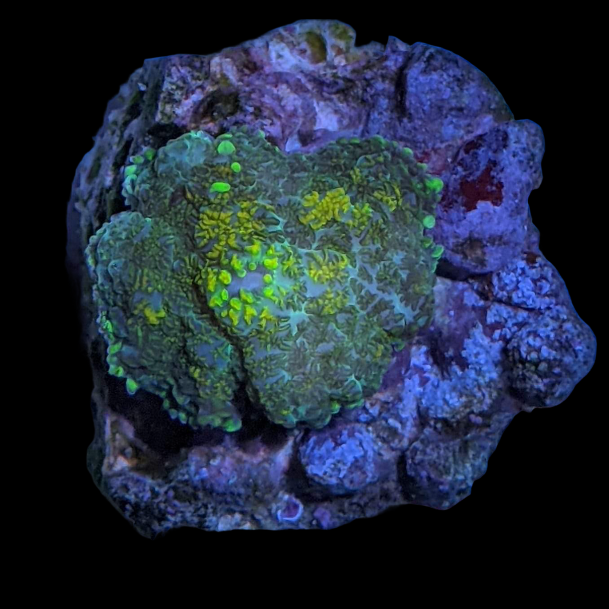Firework Rhodactis Mushroom