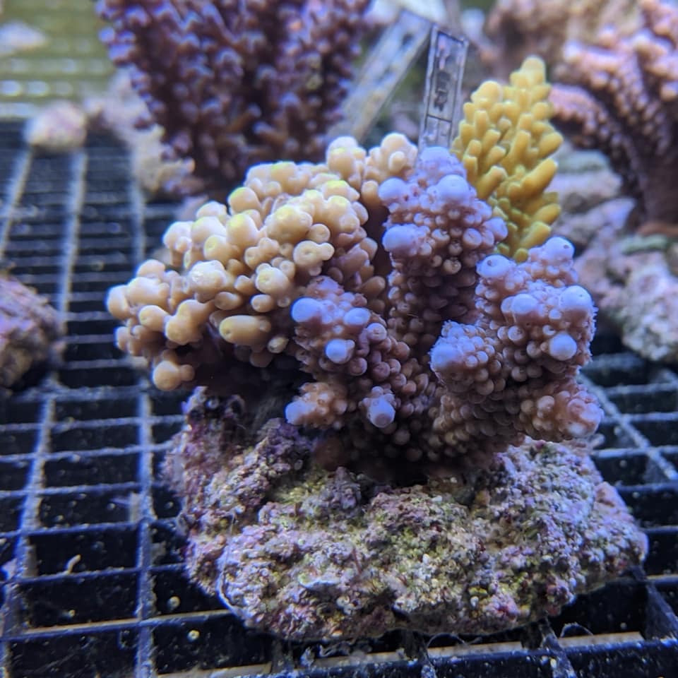 Assorted Bali Acropora