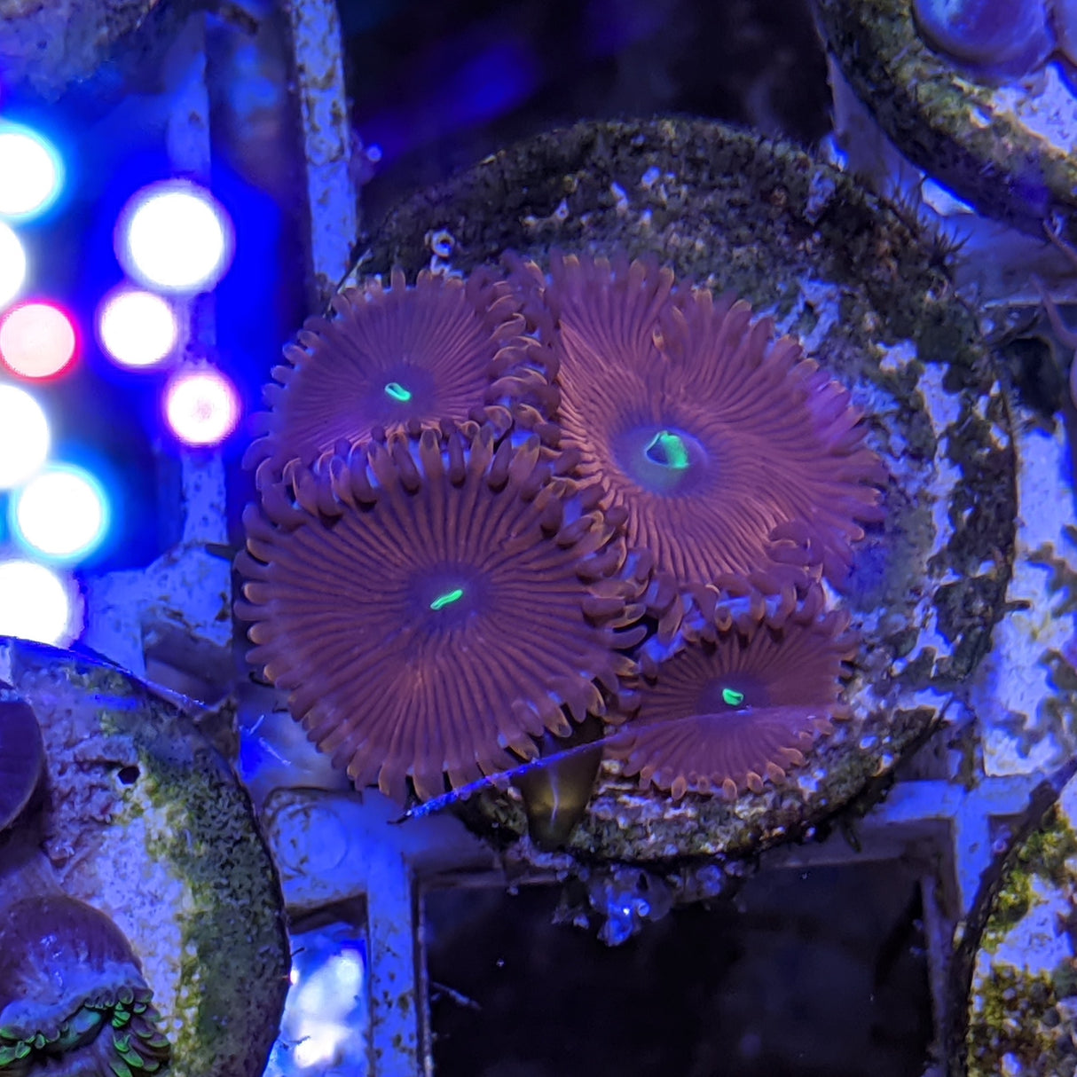 4 polyp Zoa frag