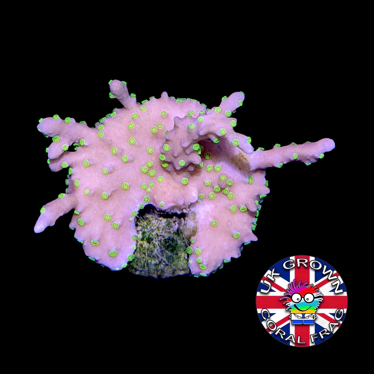 Hirsuta Montipora (UK Grown)