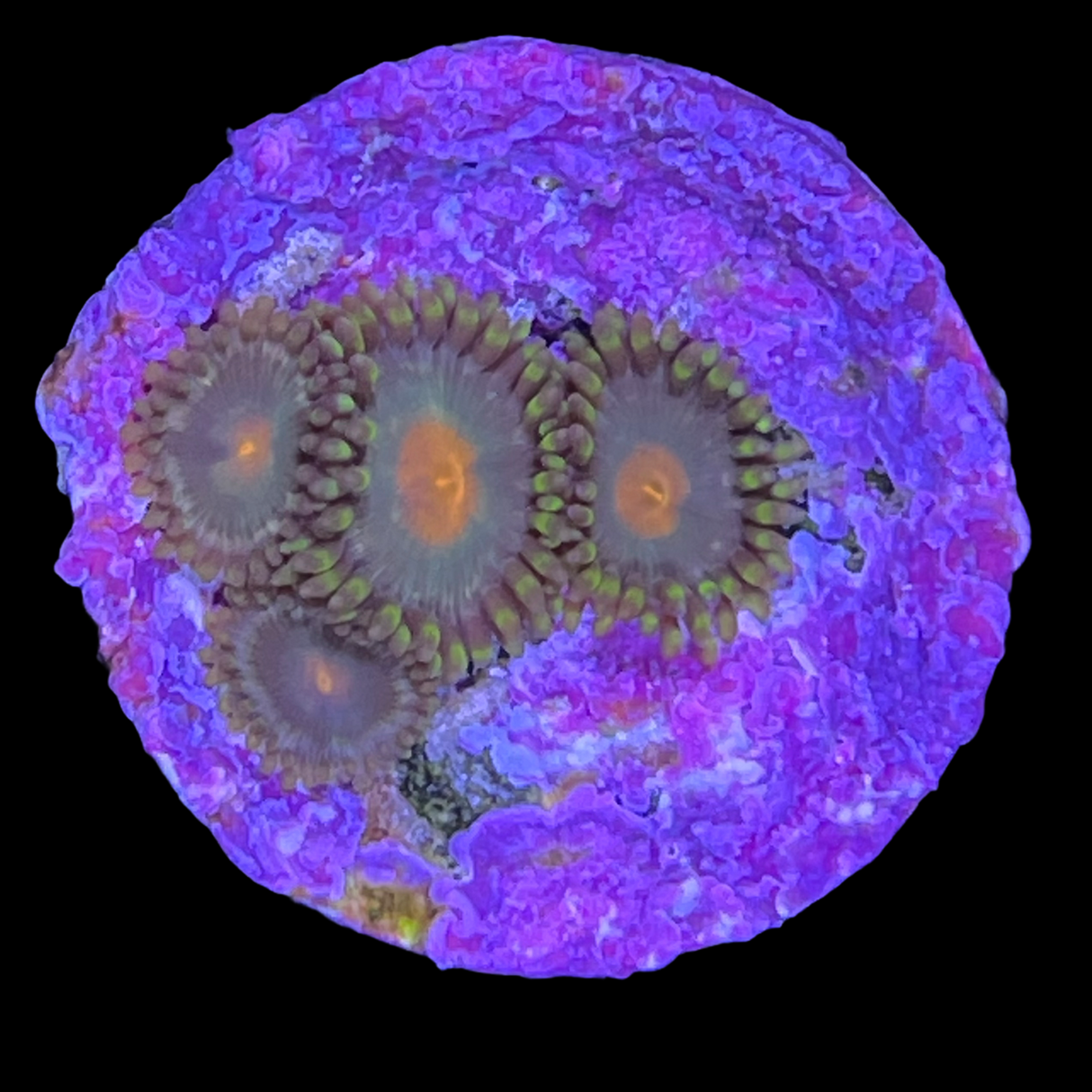 Orange Spot Zoa Frag