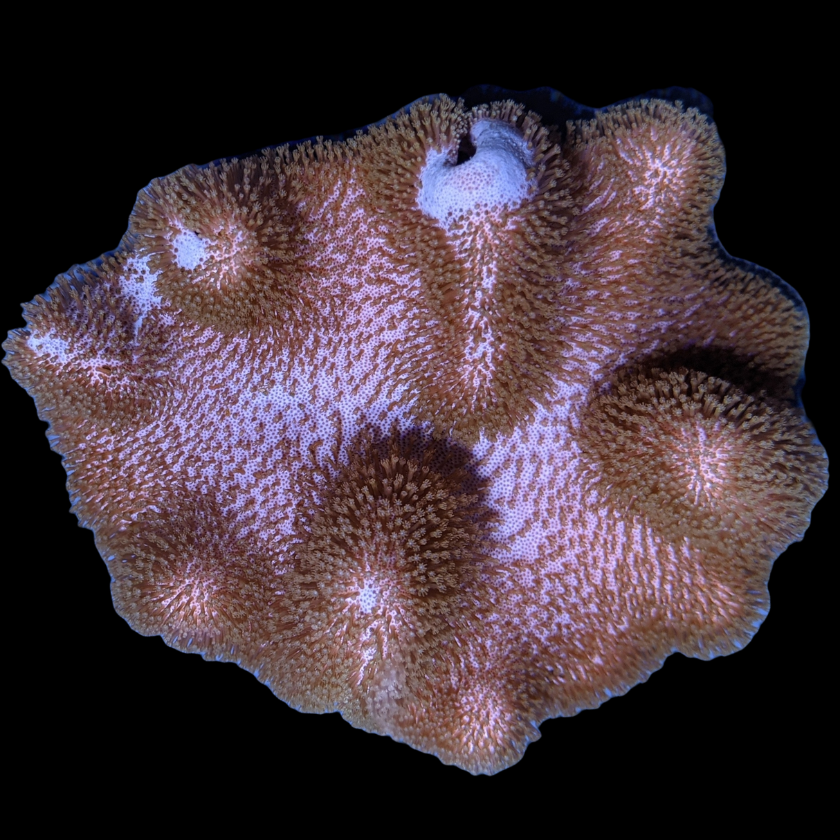 Large Toadstool Leather Colony