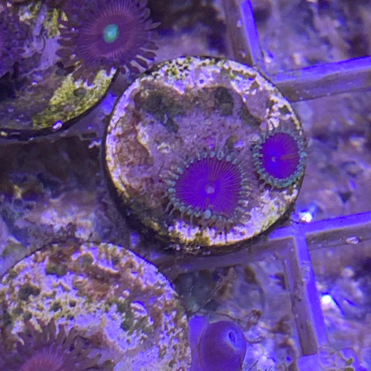 2 polyp Zoa frag