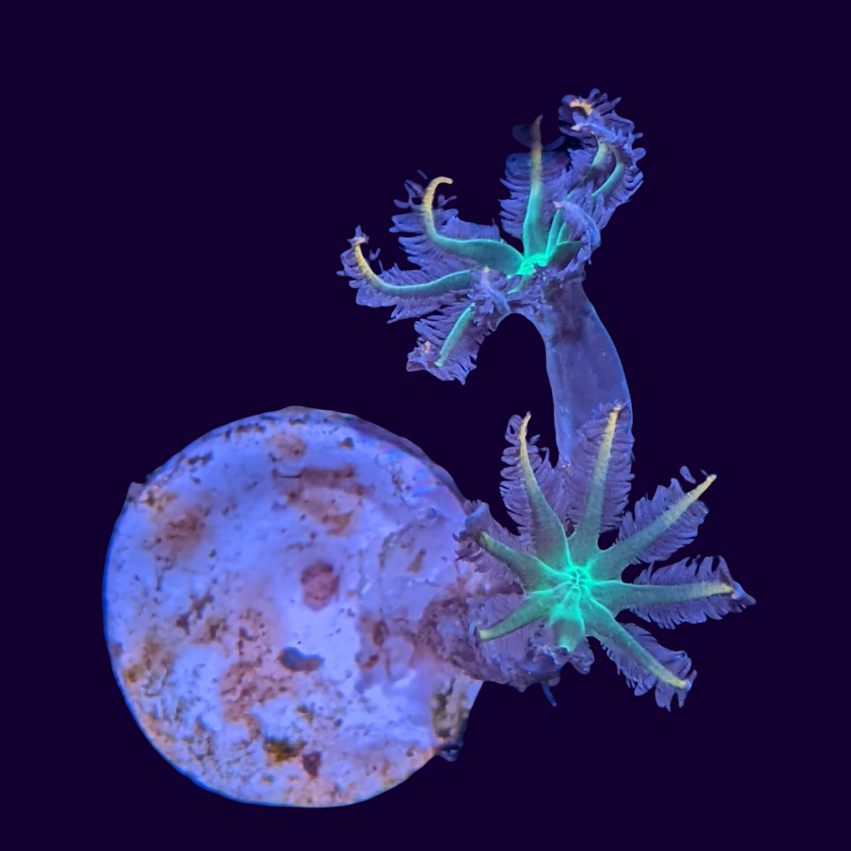 Clove Polyp