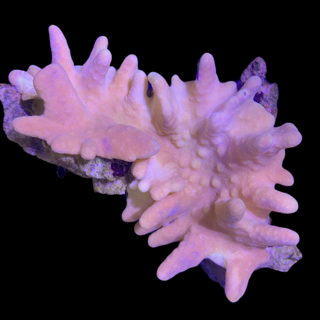 Yellow Lobophytum Colony