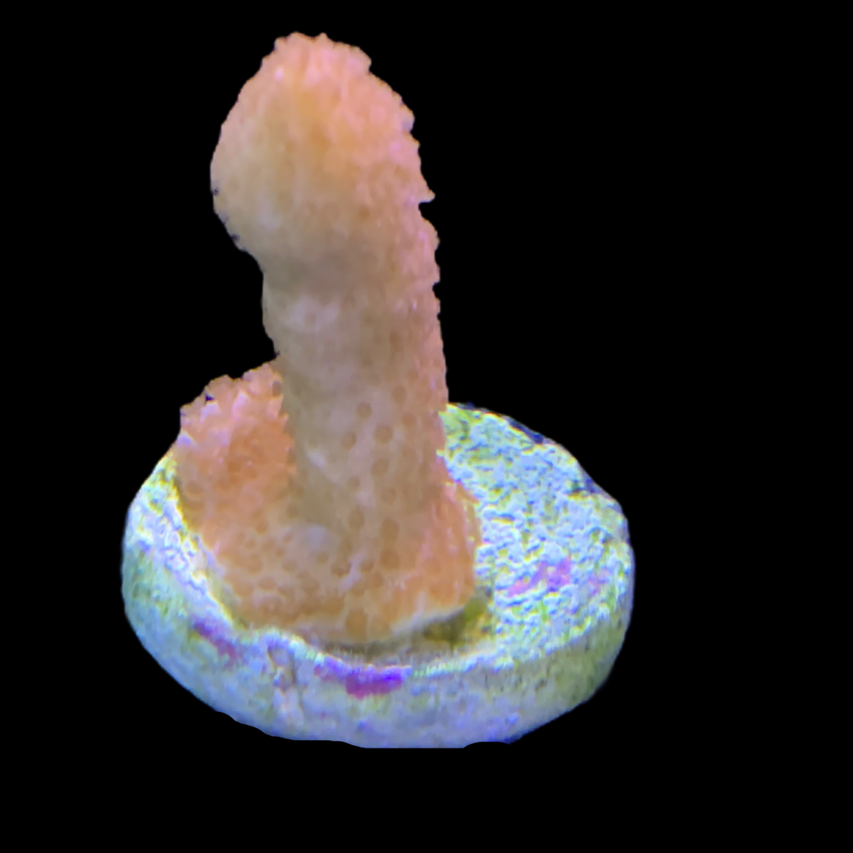 Rusty Montipora digitata (UK Grown)