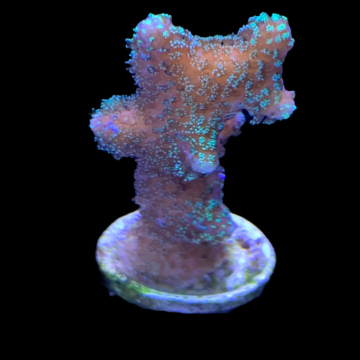Lime Green Stylophora Pistillata