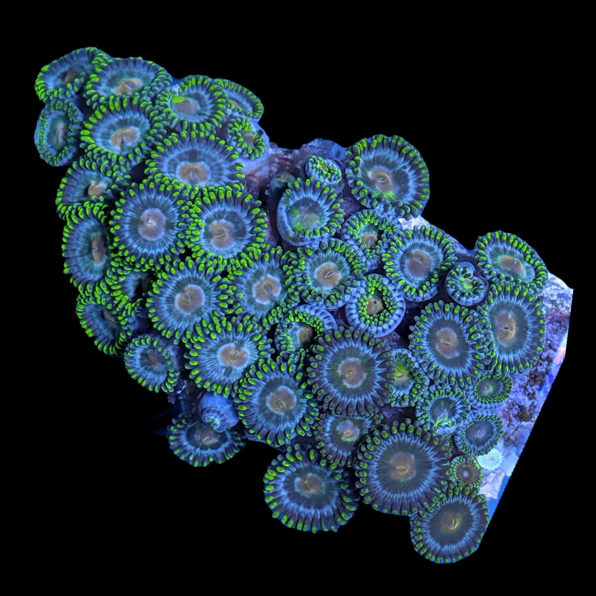 Mini Zoa Colony